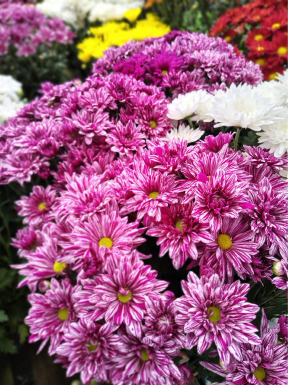 Flores