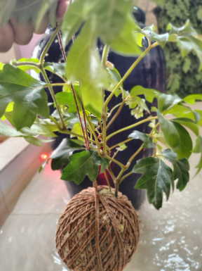Plantas